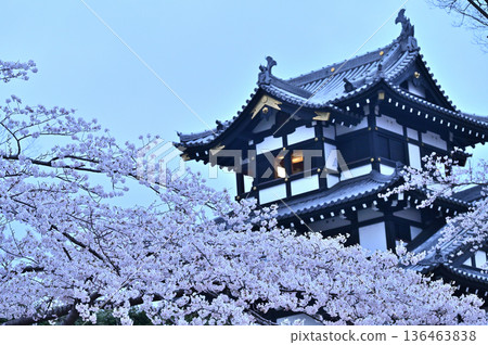 Cherry blossoms in full bloom and Takada Castle Cherry blossoms in full bloom and Takada Castle 136463838