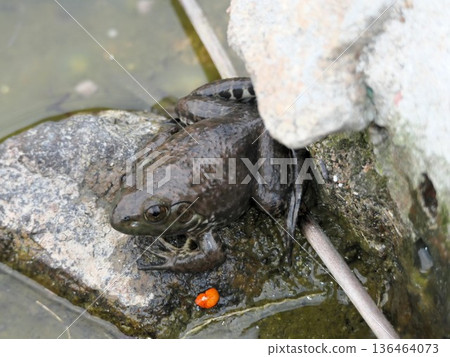 In February, a black frog appeared in the pond by some mistake, but does it have a pattern that makes it look like a lord frog? In February, a black frog appeared in the pond by some mistake, but does it have a pattern that makes it look like a lord frog? 136464073