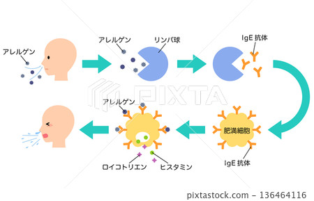 How allergies develop: The mechanism of hay fever How allergies develop: The mechanism of hay fever 136464116