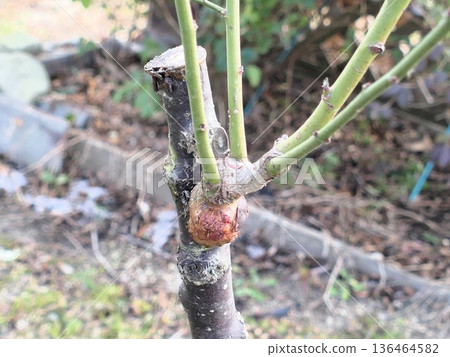 Grafting of flowering plum trees: was it due to the influence of the bud that was grafted, or was the grafting done poorly? Grafting of flowering plum trees: was it due to the influence of the bud that was grafted, or was the grafting done poorly? 136464582