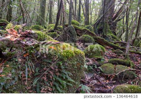 日本最美的苔蘚森林:屋久島國立公園(冬季) 日本最美的苔蘚森林:屋久島國立公園(冬季) 136464618
