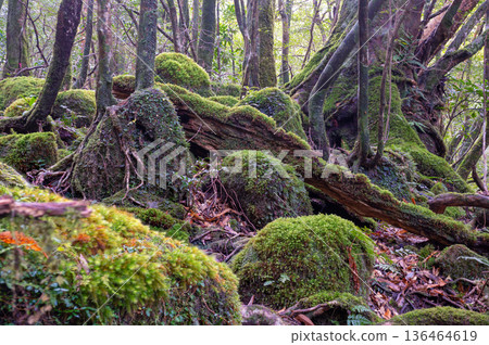 日本最美的苔蘚森林：屋久島國立公園（冬季） 136464619