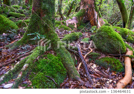 Japan's most beautiful moss forest: Yakushima National Park (Winter) Japan's most beautiful moss forest: Yakushima National Park (Winter) 136464631