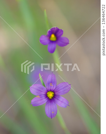 兩朵水仙花正在盛開 136464722