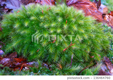 Cypress moss family Yakushima National Park (winter) Cypress moss family Yakushima National Park (winter) 136464760