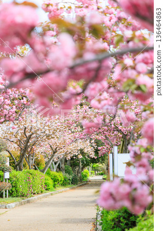 Double cherry blossoms in full bloom along the promenade Double cherry blossoms in full bloom along the promenade 136464863