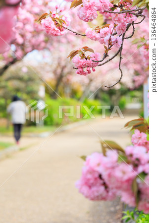 Double cherry blossoms in full bloom along the promenade Double cherry blossoms in full bloom along the promenade 136464864