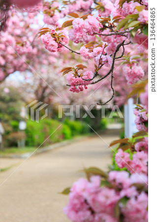Double cherry blossoms in full bloom along the promenade Double cherry blossoms in full bloom along the promenade 136464865
