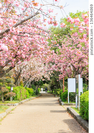 Double cherry blossoms in full bloom along the promenade Double cherry blossoms in full bloom along the promenade 136464869