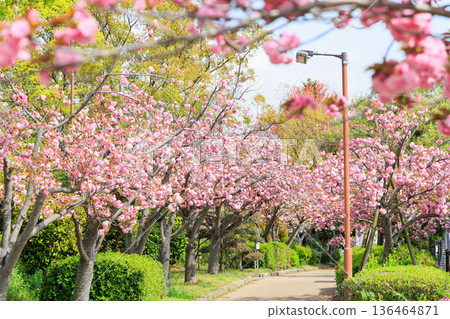 Double cherry blossoms in full bloom along the promenade Double cherry blossoms in full bloom along the promenade 136464871