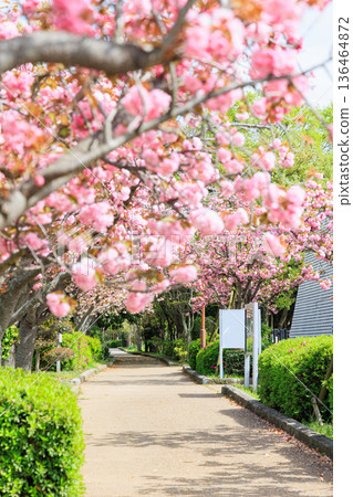 Double cherry blossoms in full bloom along the promenade Double cherry blossoms in full bloom along the promenade 136464872