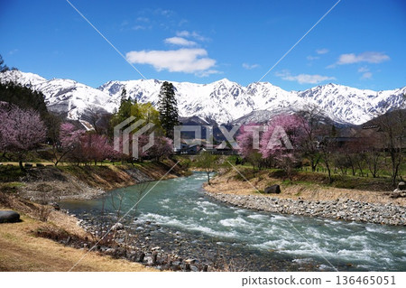 Scenery of Oide Park in Hakuba Village with cherry blossoms blooming against the backdrop of a blue sky with white clouds and the Hakuba mountain range. Ver. 1 Scenery of Oide Park in Hakuba Village with cherry blossoms blooming against the backdrop of a blue sky with white clouds and the Hakuba mountain range. Ver. 1 136465051