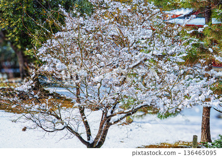 一朵雪花 136465095