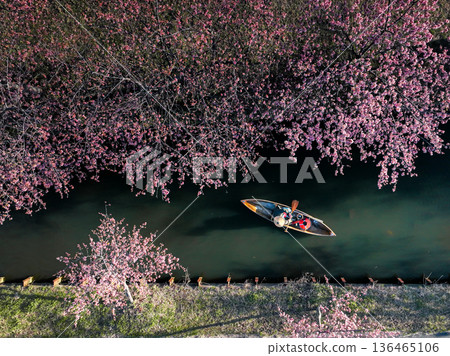 A boatman rowing a Japanese boat along Kasamatsu Kawazu Cherry Blossom Road 136465106
