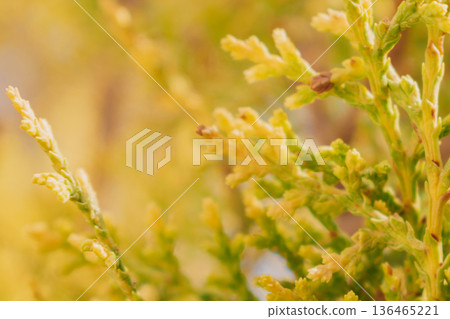 Close-up Platycladus orientalis evergreen foliage. Natural green background Oriental Thuja branches Close-up Platycladus orientalis evergreen foliage. Natural green background Oriental Thuja branches 136465221
