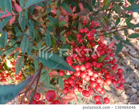 Manjo with red fruit 136466846