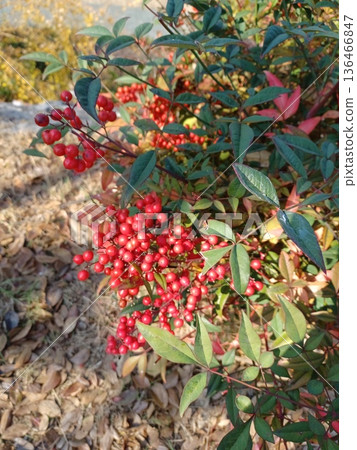 Nanten with red berries 136466847