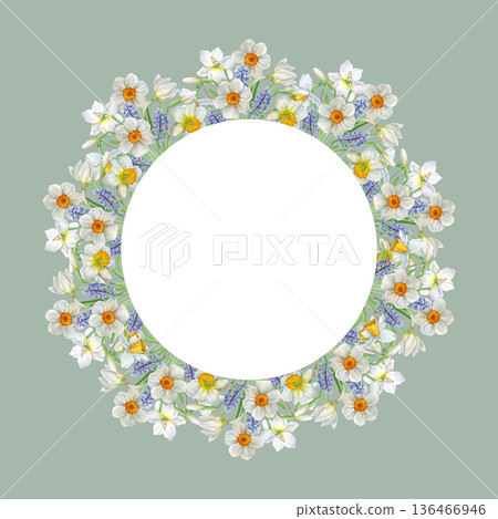 Watercolor illustration of a circular floral frame with white narcissus and blue muscari on a soft green background. Ideal for invitations, cards, posters, stationery and decor Watercolor illustration of a circular floral frame with white narcissus and blue muscari on a soft green background. Ideal for invitations, cards, posters, stationery and decor 136466946