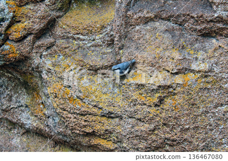 Small bird, a nuthatch, perched on a rough stone wall with colorful lichen. Wildlife and nature scene for outdoor adventure and birdwatching. Sitta europaea 136467080