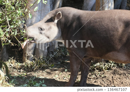 American tapir American tapir 136467107