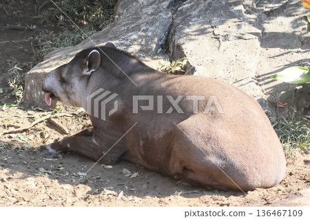 American tapir American tapir 136467109