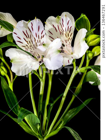 White Alstroemeria Flowers with Purple Streaks on Solid Black Background White Alstroemeria Flowers with Purple Streaks on Solid Black Background 136467291