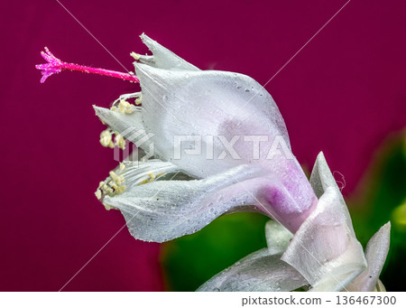 Pink And White Christmas Cactus Flowers On Magenta Pink Background Pink And White Christmas Cactus Flowers On Magenta Pink Background 136467300