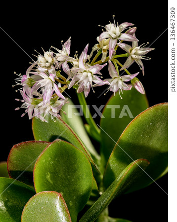 Close Up Macro Of Flowering Jade Plant Crassula Ovata Blossoms Close Up Macro Of Flowering Jade Plant Crassula Ovata Blossoms 136467309