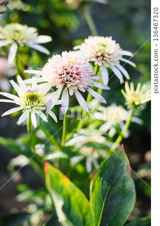White Cherry Fluff Echinacea Blooming Outdoors 136467320