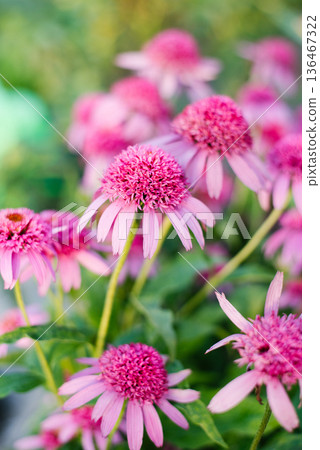 Echinacea Razmatazz flower blooming in garden 136467322