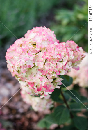 Blush pink hydrangea Framboisine cone flowers in bloom Blush pink hydrangea Framboisine cone flowers in bloom 136467324