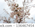 櫻花盛開 136467454