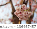 櫻花盛開預示著春天的到來 136467457