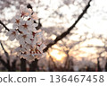 夕陽西下，櫻花盛開。 136467458