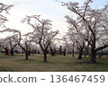 櫻花盛開 136467459