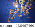 夜晚的櫻花燈火通明 136467460