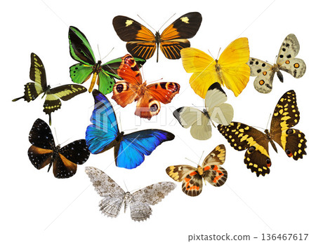 group of butterfly group of butterfly 136467617