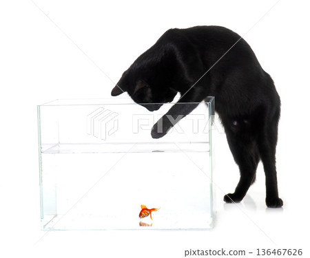 red goldfish and black cat red goldfish and black cat 136467626
