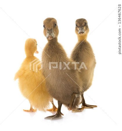 Indian Runner ducking Indian Runner ducking 136467628