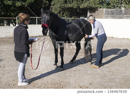 osteopath and horse 136467630