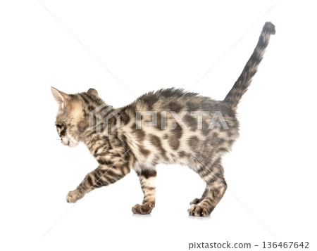 bengal kitten in studio bengal kitten in studio 136467642