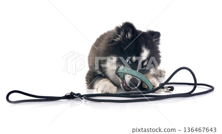 Pomsky in studio Pomsky in studio 136467643