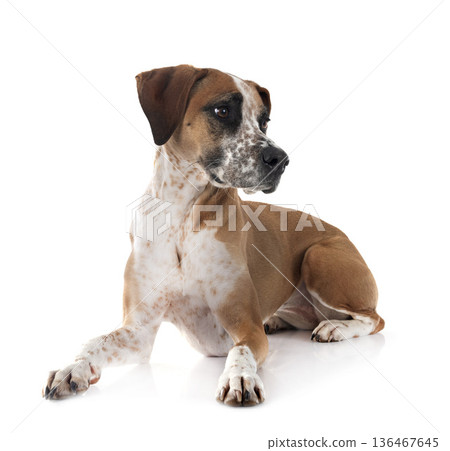 mixed-breed in studio 136467645