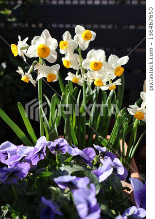 Daffodils and violas blooming in winter Daffodils and violas blooming in winter 136467650