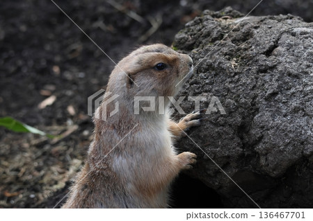 Black-tailed prairie dog 136467701