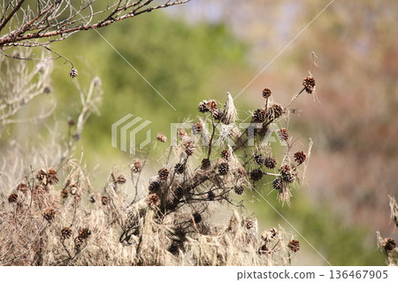Pinecone Pinecone 136467905