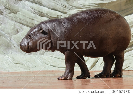 Kobitokoba Kobitokoba 136467978