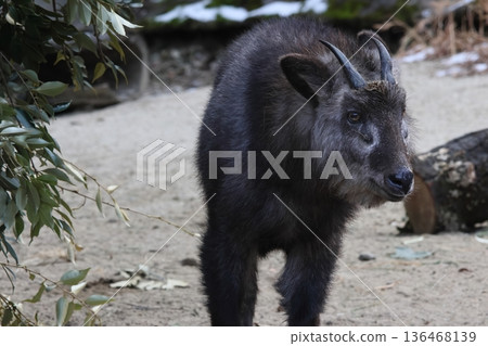 Japanese serow Japanese serow 136468139