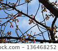 Kawazu cherry blossoms in front of Inage-kaigan Station will soon bloom 136468252