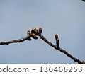 The buds of Kawazu cherry blossoms in front of Inage-kaigan Station are swelling. 136468253